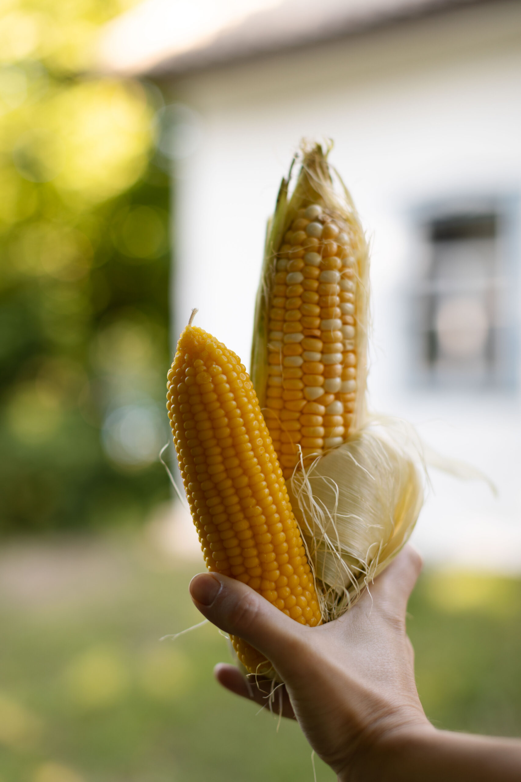 KUKURUDZA - Зображення 2