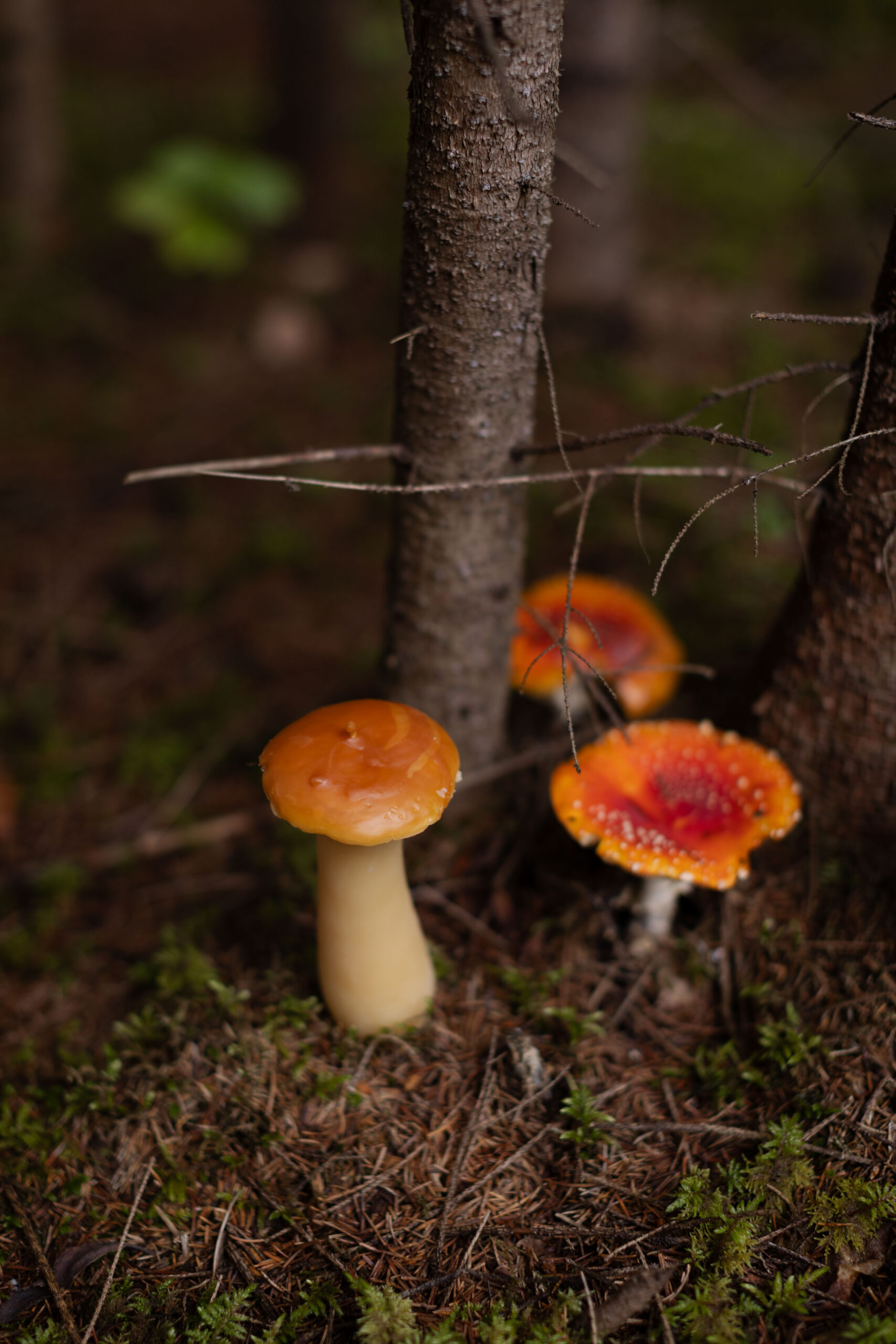 Бджолина свічка HRYB S