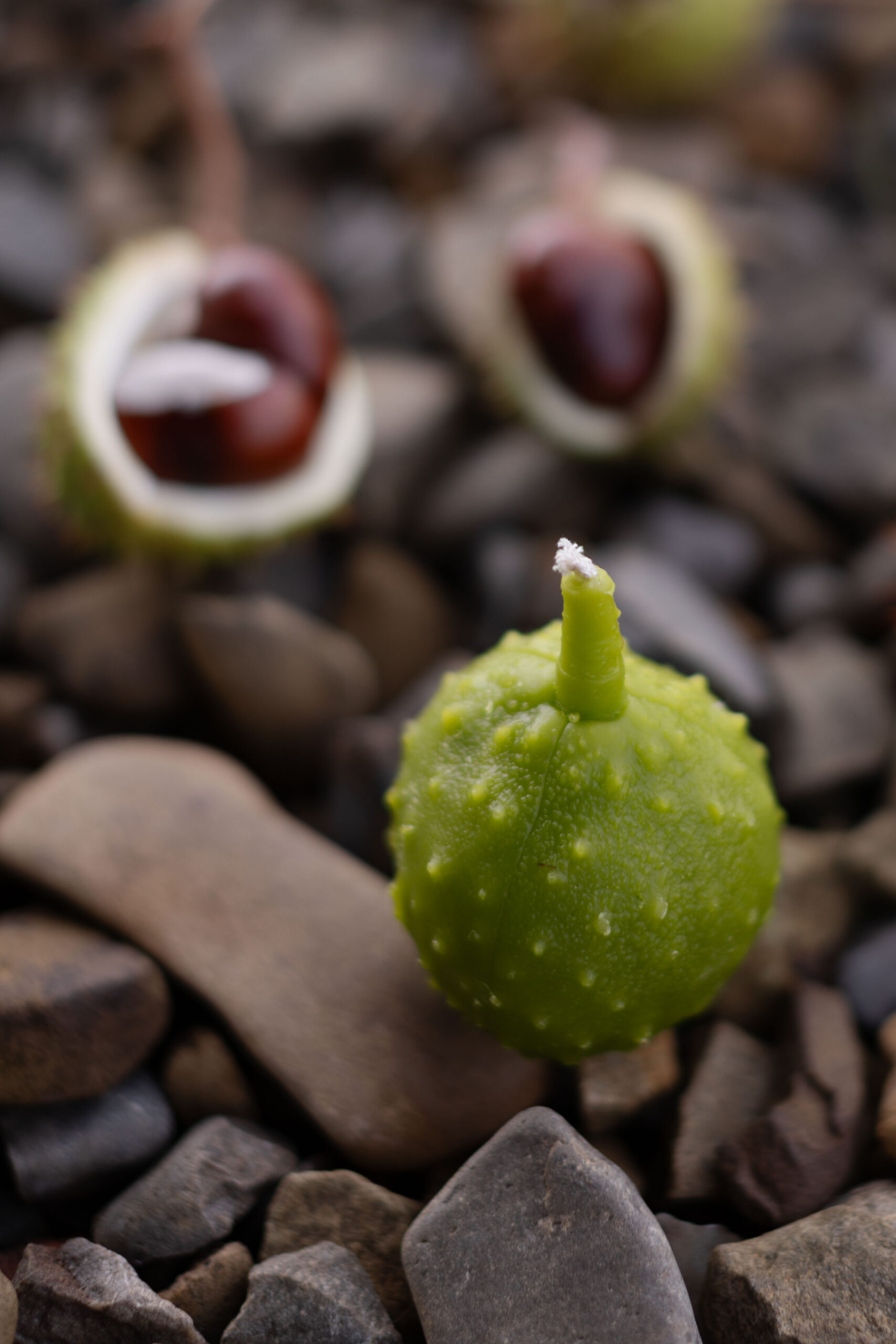 Бджолина свічка КАШТАН - Зображення 2