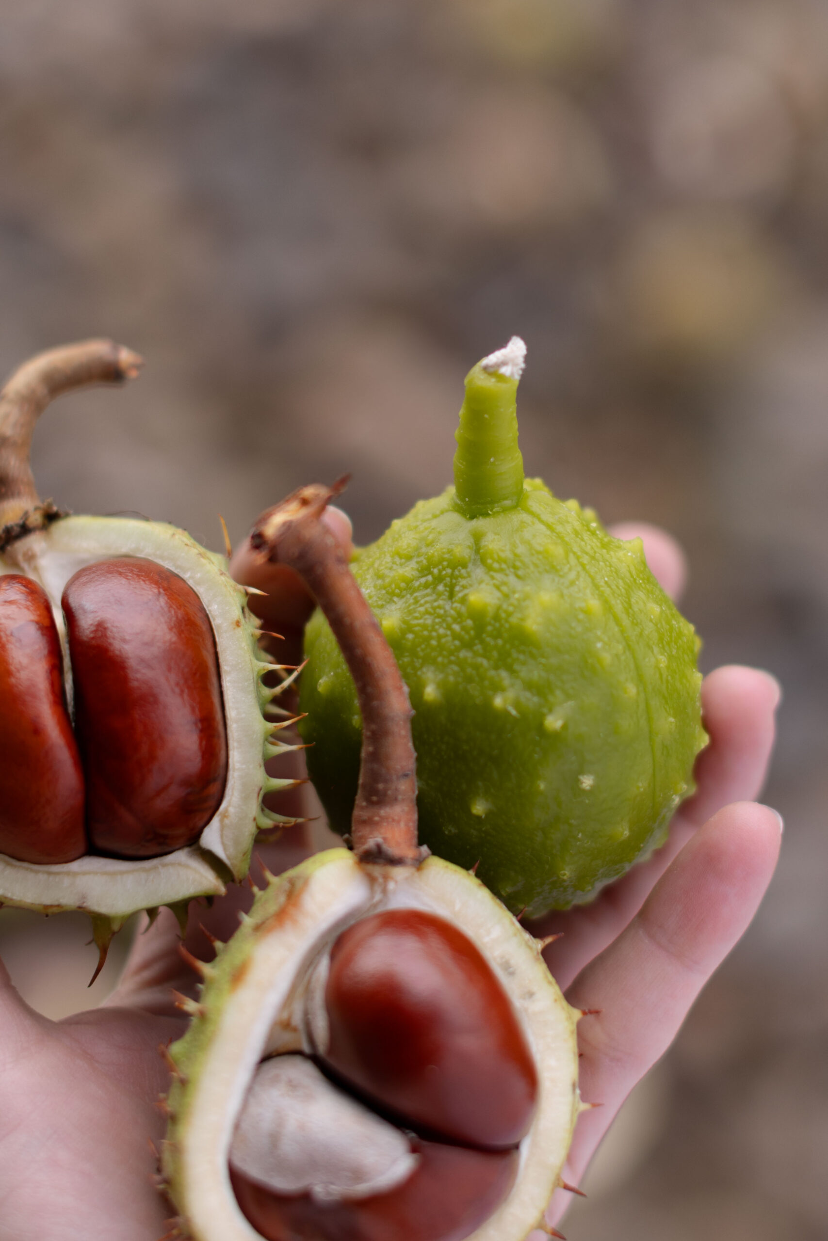 Бджолина свічка КАШТАН